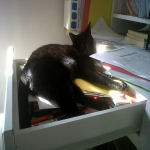 home office organization, cats in the home office
