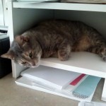 home office organization, cats in my home office